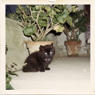 Le chat (photographie au flash), 1969.